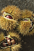  Abundance, Abundant, Aliment, Aliments, Background, Backgrounds, Botany, Chestnut, Chestnuts, Close up, Close-up, Closeup, Color, Colour, Detail, Details, Food, Foodstuff, Fruit, Fruits, Many, Nourishment, Nutshell, Nutshells, Plant, Plants, Shell, Shell