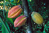 Cacao seed pods. Guadeloupe. West Indies (FR)