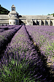 Abbaye de Senanque. Vaucluse. Provence. France