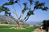 Banyan. Trisuli region. Nepal