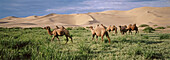 Bactrian Camels. Khongoryn Els Dunes. Gobi Desert. Gobi National Park. Omnogov province. Mongolia