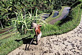 Rice field. Pujung, near Ubud. Bali. Indonesia