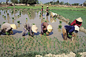 Rice field. Vientiane. Laos