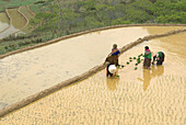 Vietnam. North Vietnam. Bac Ha area. Work on the rice field. Flower Hmong ethnic group.