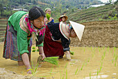 Vietnam. North Vietnam. Bac Ha area. Work on the rice field. Flower Hmong ethnic group.