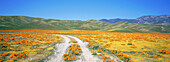 Dirt road with poppies and wildflowers in springtime. Southern California. USA