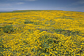 Carpet of yellow wildflowers in spring at Frazer Point. Santa Cruz Island. Channel Islands. California. USA