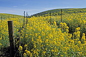 Mustard flowers bloom in spring in a vineyard. Carneros Region. Napa Valley Wine Country. California. USA