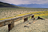 Field of yellow wildflowers during record spring bloom at Ashford Mill, Death Valley National Park, California
