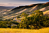 Twisting curves on road through grass hills and oak trees at sunset, Mount Diablo State Park, California