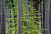 Dogwood flowers bloom in spring in evergreen forest in spring, Yosemite Valley, Yosemite National Park, Callifornia