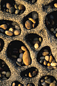 Small smooth stone rock pebbles caught in wind formed tafoni formation, Bean Hollow State Beach, San Mateo Coast, California