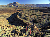 Red Tajinaste (Echium wildpretii). Teide National Park. Tenerife. Canary Islands. Spain