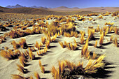 Ichu (Bunchgrass). Puna de Atacama (Atacama Plateau). Chile