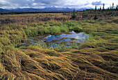 Tundra. Denali National Park. Alaska. USA