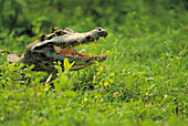 Caiman (Caiman sp.)