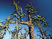 Canary Pine (Pinus canariensis). Canary Islands, Spain