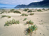 Famara beach and cliffs. Lanzarote Island. Canary Island, Spain