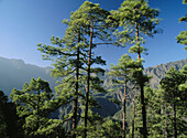 Caldera de Taburiente National Park. La Palma. Canary Islands, Spain