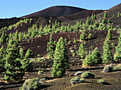 Las Cañadas del Teide National Park. Tenerife, Canary Islands. Spain