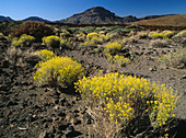 Pajoneras (Descurainia bourgaeana). Cañadas del Teide National Park. Tenerife Island. Canary Islands. Spain