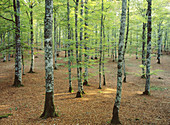 Beech forest. Sierra de Urbasa. Navarre. Spain