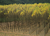 Poplar (Populus nigra). Euskadi, Spain