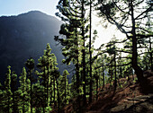 Canary Pine (Pinus canariensis). Caldera de Taburiente. La Palma. Canary Islands, Spain