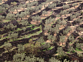 Olive trees terraces. Hoces del río Mundo, Albacete province. Spain
