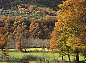 Autumn near Villablino. León province, Spain