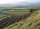 Fields. Briones. La Rioja, Spain
