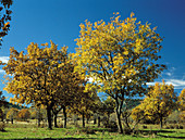 Pyrenean oak (Quercus pyrenaica). Madrid, Spain