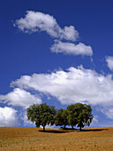 Evergreen Oak (Quercus ilex)
