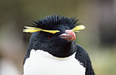 Rockhopper Penguin (Eudyptes crestatus)