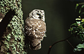 Tengmalm s Owl (Aegolius funereus)