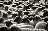 Sheep (Latxa breed). Gorbea Natural Park. Alava. Spain