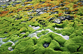 Moss & lichen. Spitsbergen. Norway