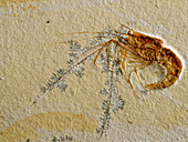 Fossil (Antrimpos sp.), Jurassic, Germany