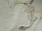 Reptile fossil (Hyphalosaurus lingyuanensis). Jurassic. China