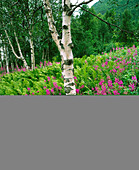 Fireweed (Epilobium angustifolium) and Birches. Norway