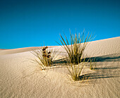 Yucca plant. White Sands National Monument. New Mexico. USA