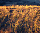 Great Sand Dunes National Monument. Colorado. USA