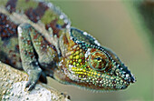 Panther Chameleon (Furcifer pardalis)