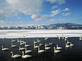 Whooper Swan (Cygnus cygnus) on Kushiro wetlands. Hokkaido, USA