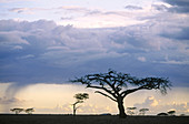 Acacia and storm. Serengeti. Tanzania.