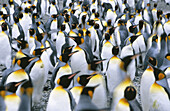 King Penguins (Aptenodytes patagonica)