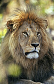 Lion (Panthera leo)