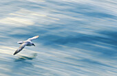 Northern Fulmar (Fulmarus glacialis)