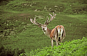 Red Deer (Cervus elaphus)