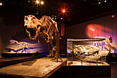 Tyrannosaurus rex. Royal Tyrrell Museum of Paleontology. Drumheller. Alberta. Canada